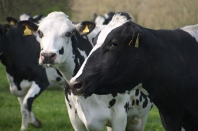 Vaches laitières BIO - Lait Plaisirs